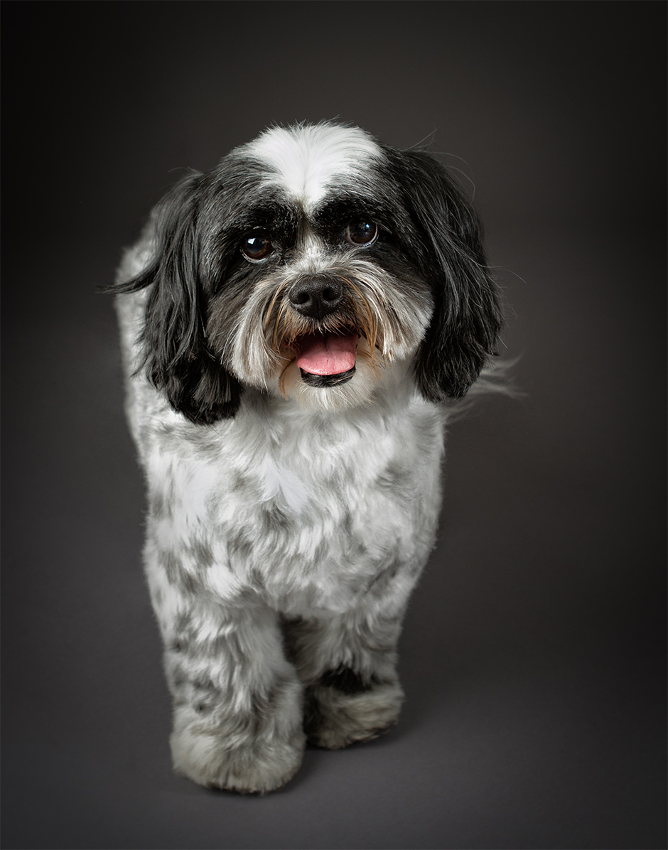 studio pet photographer